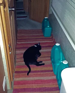 mrkitty