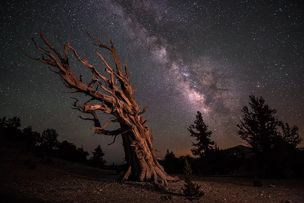 Ancient Bristlecone Pine Forest 