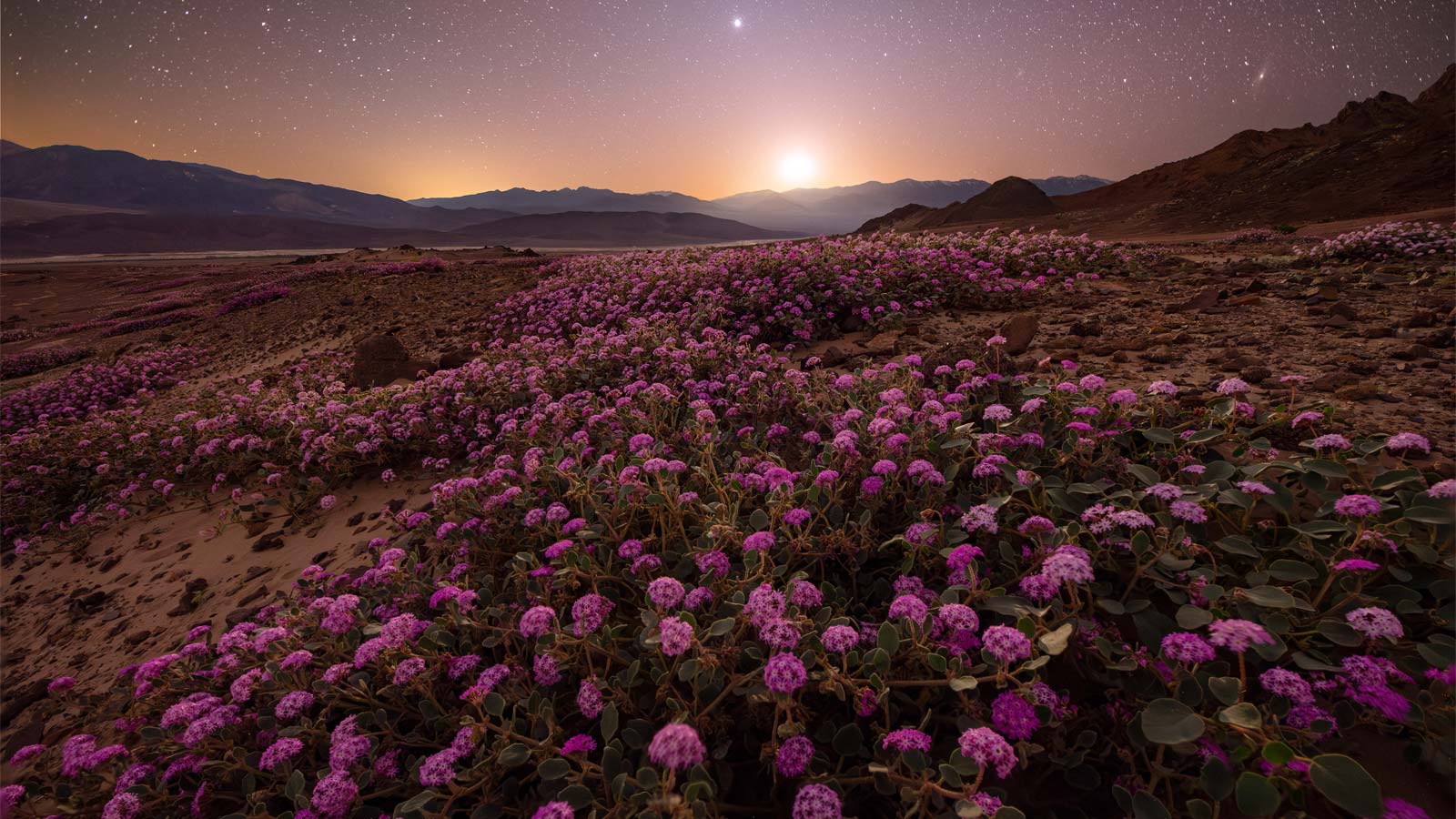 The moon sets and illuminates a rare superbloom of Sand Verbena wildflowers in Death Valley National Park.