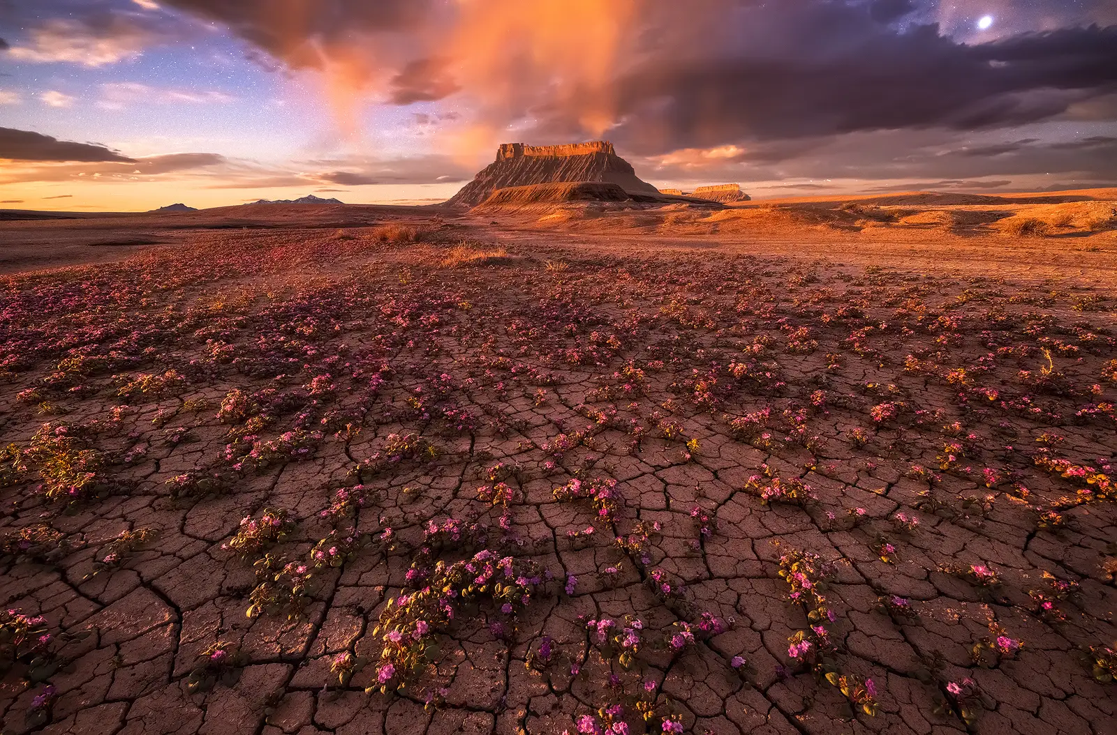 A rising moon illuminates dramatic orange clouds above Factory Butte in the Utah desert with pink desert wildflowers blooming across cracked Mancos Shale in the foreground