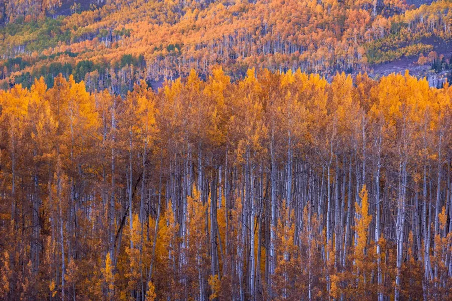 backlit-aspen-grove-golden-hour-crested-butte-colorado