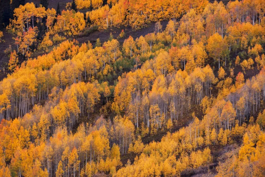 golden-aspen-grove-abstract-colorado-fall-colors-workshop