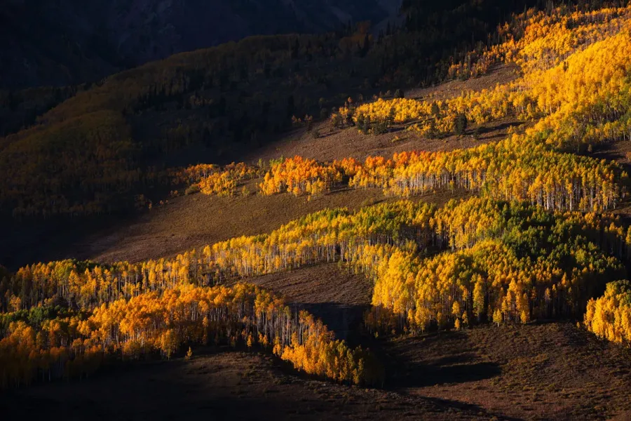 golden-hour-light-aspen-hillside-crested-butte-colorado