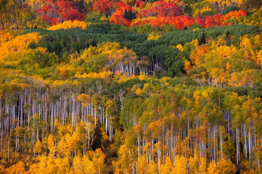 red-orange-gold-aspen-grove-abstract-colorado-fall-colors
