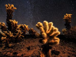 Joshua Tree National Park Night Sky Photography Workshop