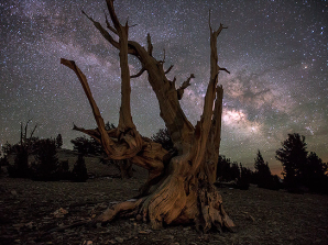 Bristlecone Pine Forest Night Sky Photography Workshop