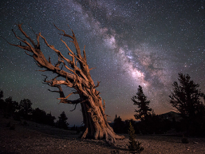 Bristlecone Pine Forest Night Sky Photography Workshop