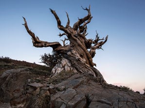 Bristlecone Pine Forest Night Sky Photography Workshop