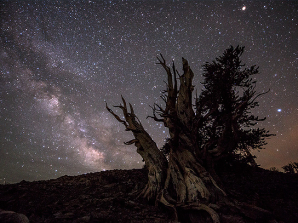 Bristlecone Pine Forest Night Sky Photography Workshop