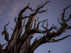 Bristlecone Pine Forest Night Sky Photography Workshop